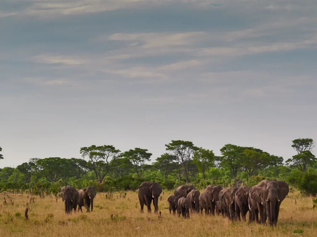 Elephant herd in Zimbabwe