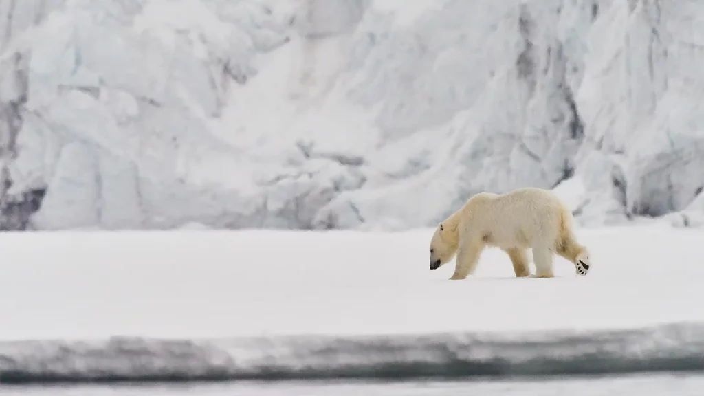 Polarbear in front of a glacier