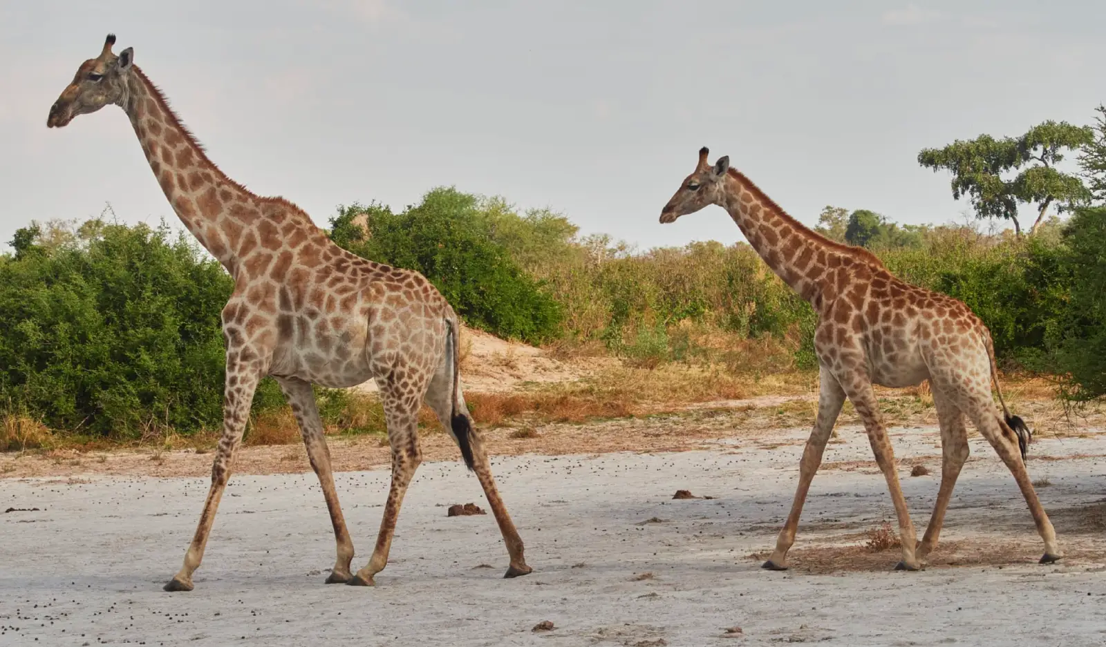 Two Giraffes in Botswana