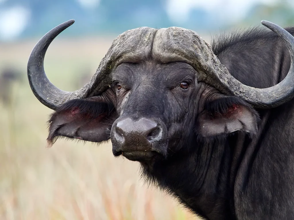 Africa buffalo portrait