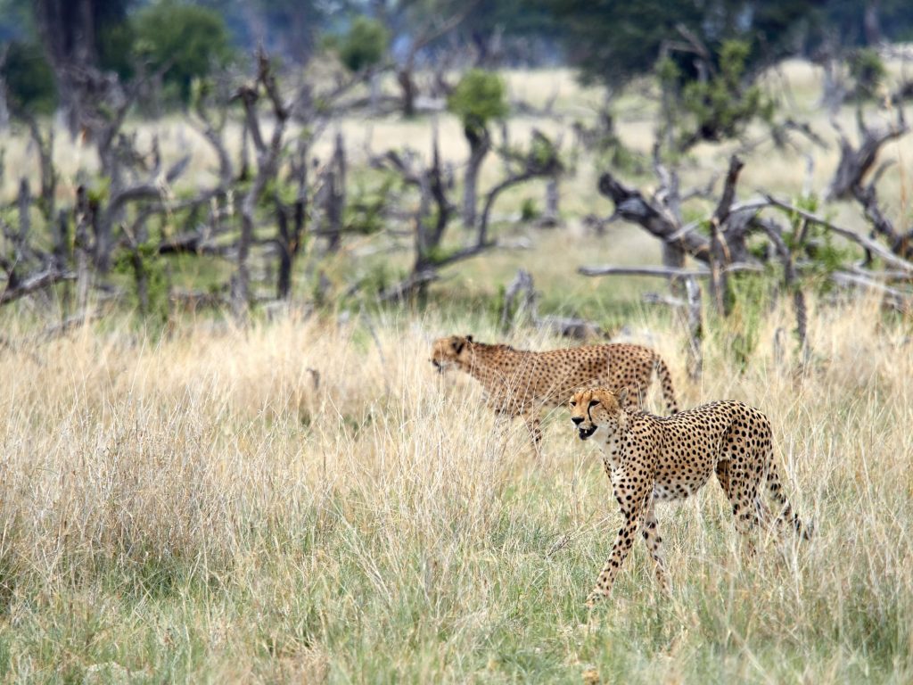 Zwei Geparden in Zimbabwe