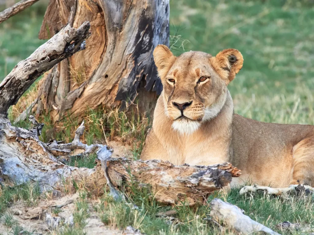Lioness relaxing in the sun