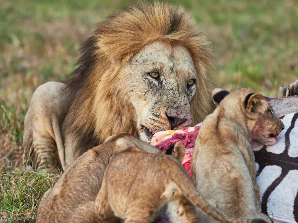 male lion with cups enjoying a zebra meal
