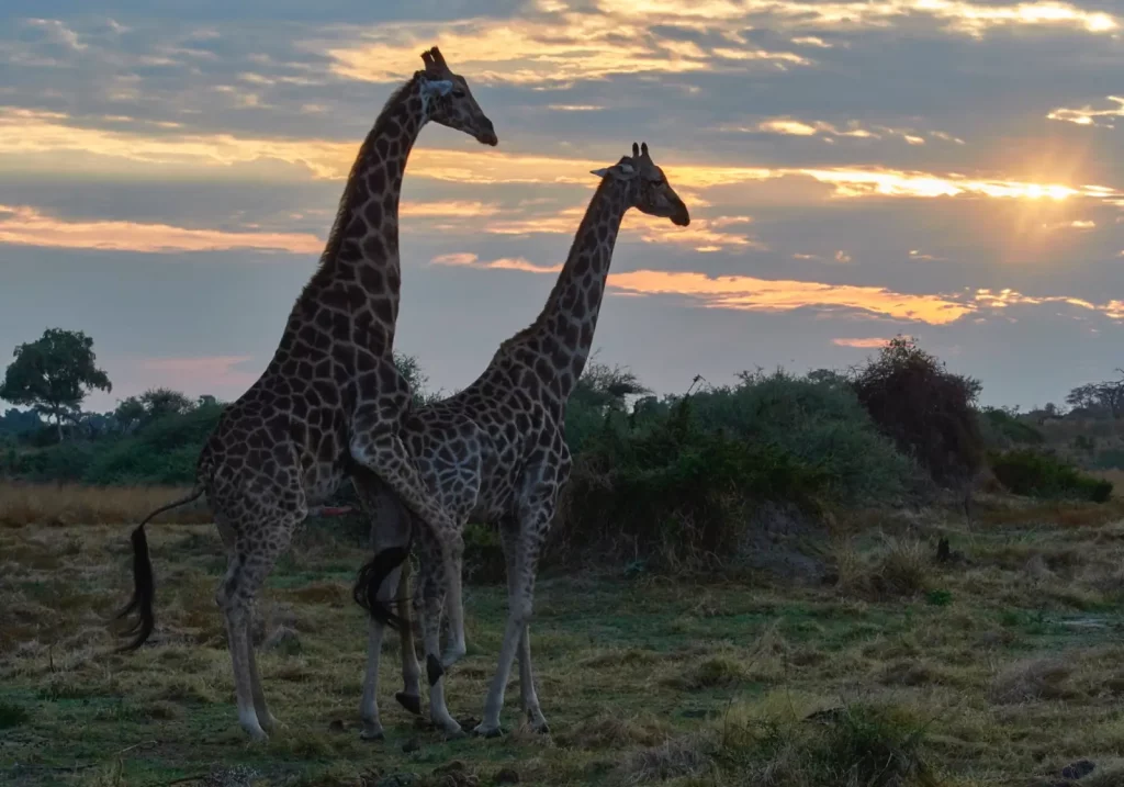 giraffe couple at sunrise