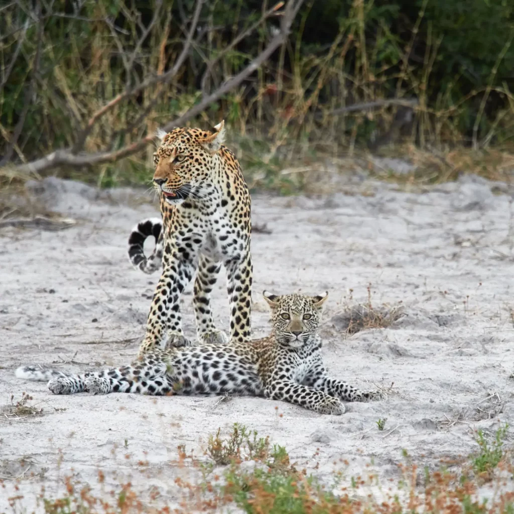 female leopard with cup
