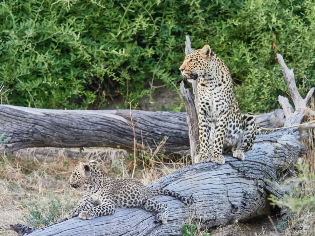 Female leopard with chick