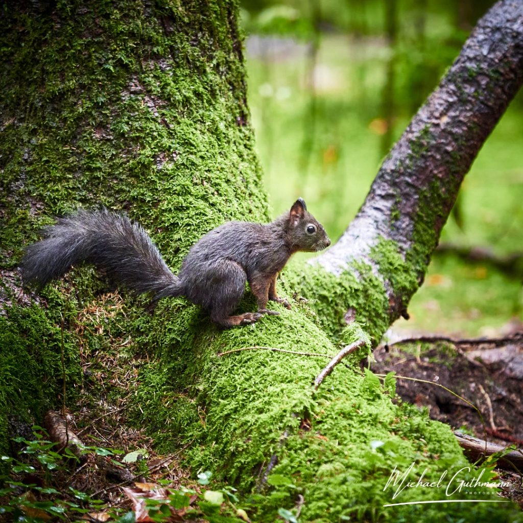Bild vom Eichhörnchen Workshop des 8. Oberstdorfer Fotogipfel