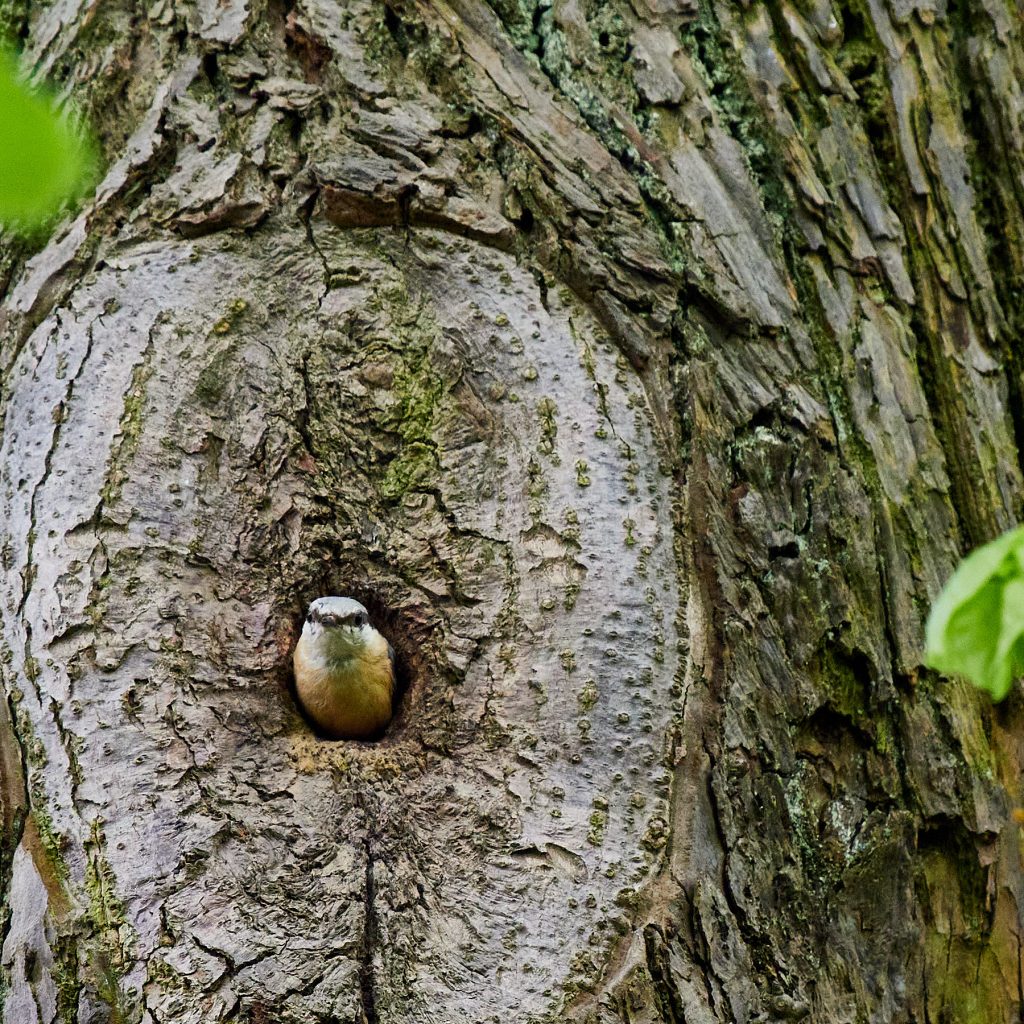 nuthatch taken in a park nearby me. Recognized it as I was more and more interested in birds