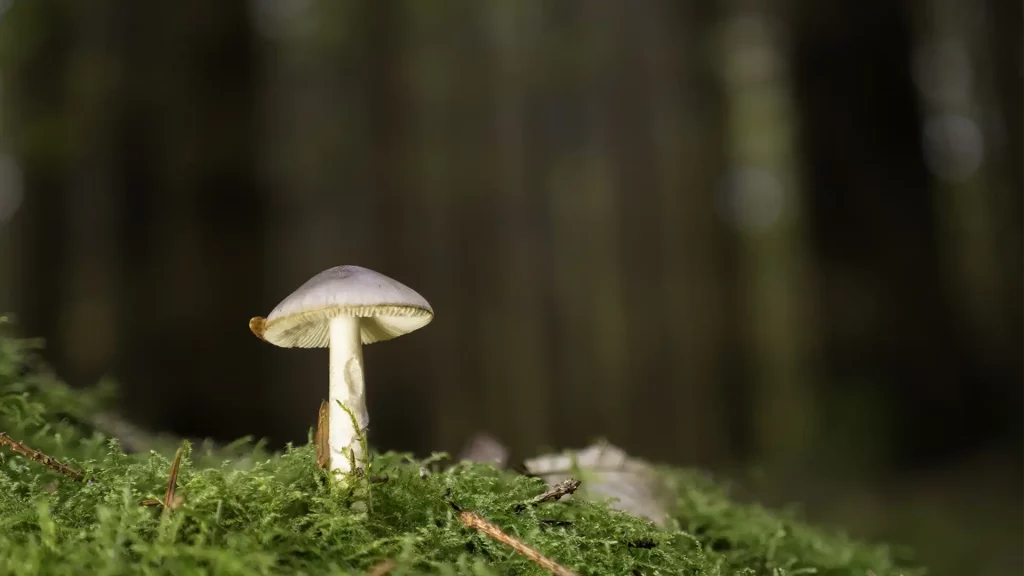 mushroom in a forest