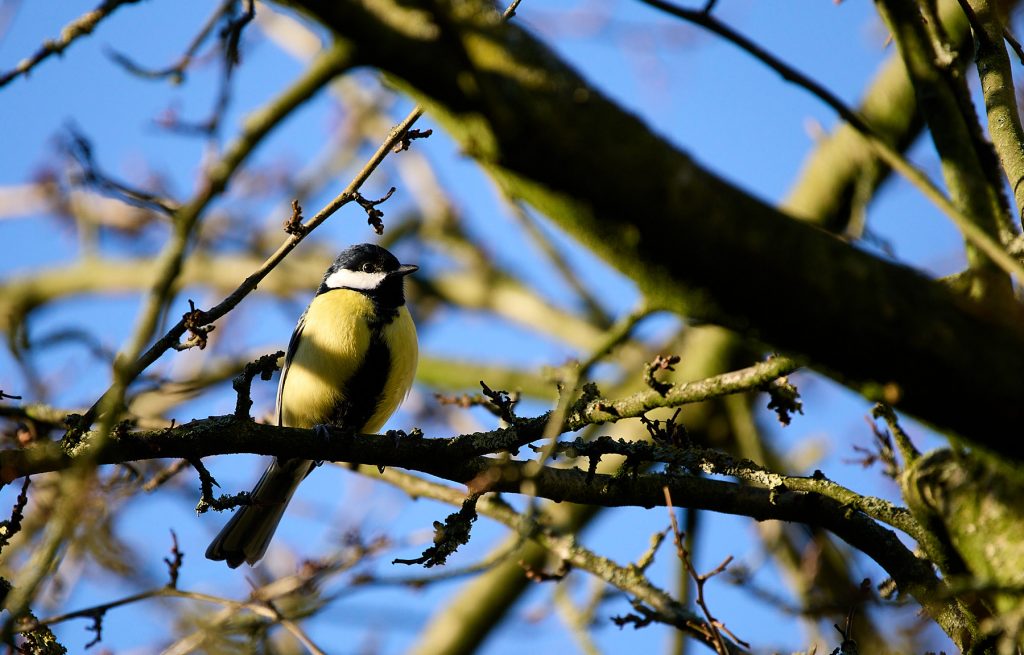 Great tit in the trees taken with the OM-1