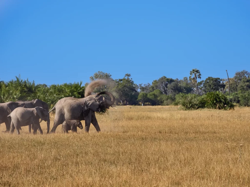 Elefantenherde in der Nähe von Tuba Tree
