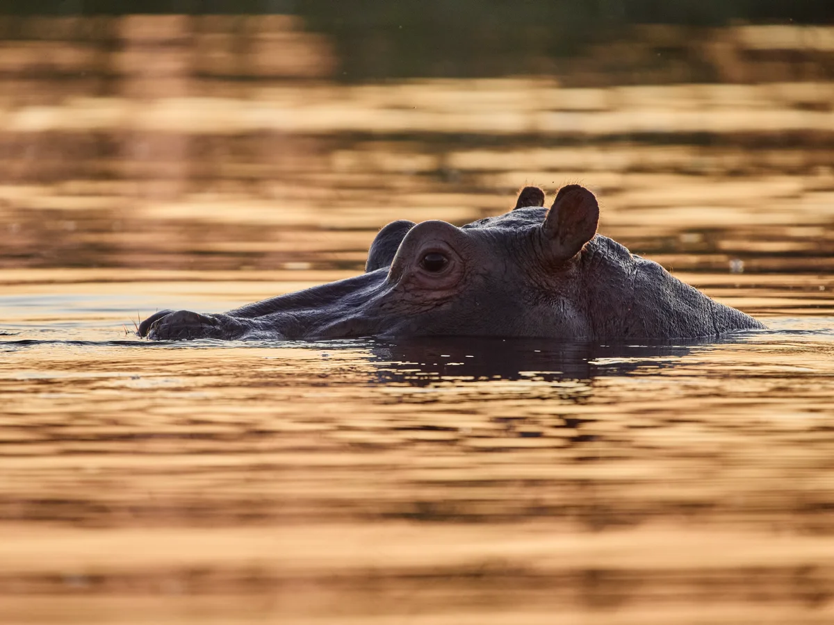 Flusspferd im Wasser bei Sonnenuntergang