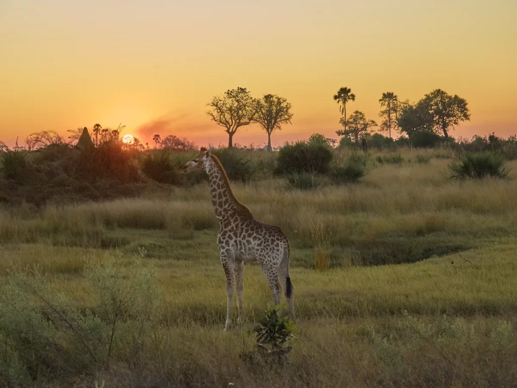 Giraffe vor Sonnenuntergang in der Nähe von Camp Tube Tree