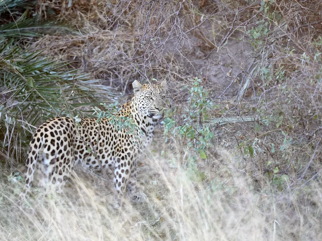 Leopard in der Nähe von Camp Tuba Tree