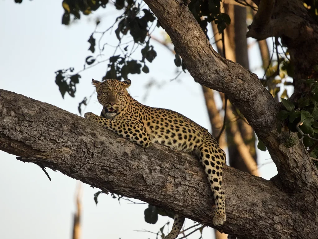 Leoparden entspannt auf dem Baum.