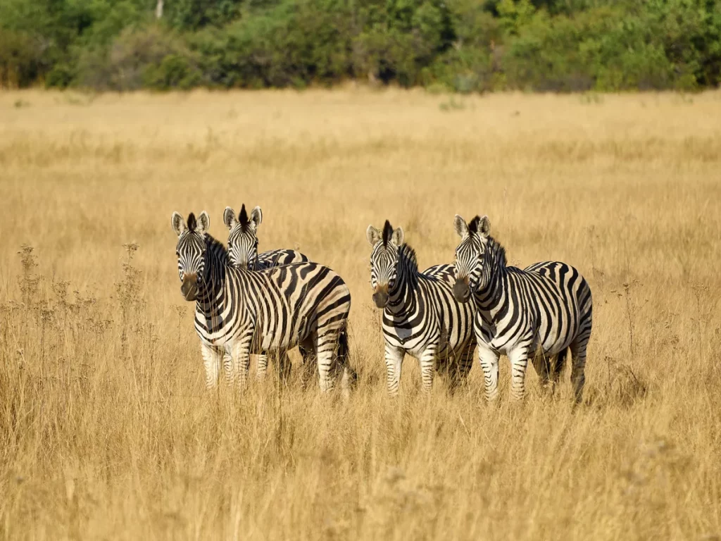 Zebra group taken on a safari close to Tubu Tree