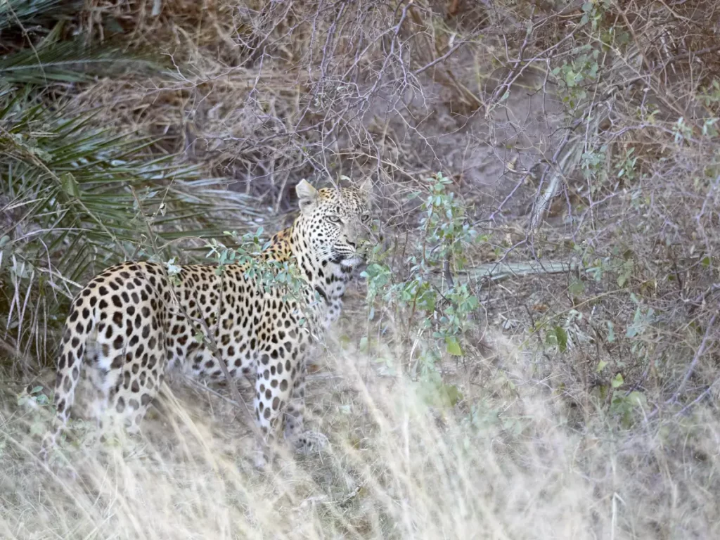 Leopard in high gras