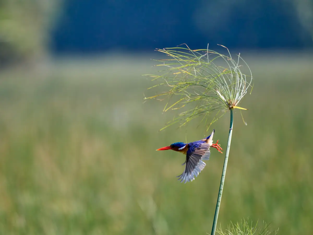 Kingfisher taken on Safari taking of reed