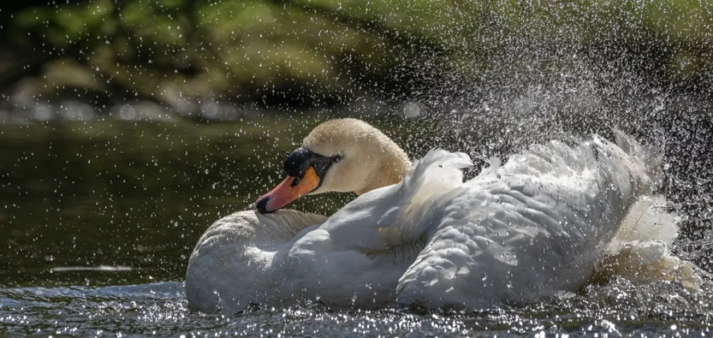 Bathing swan taken with S-AF