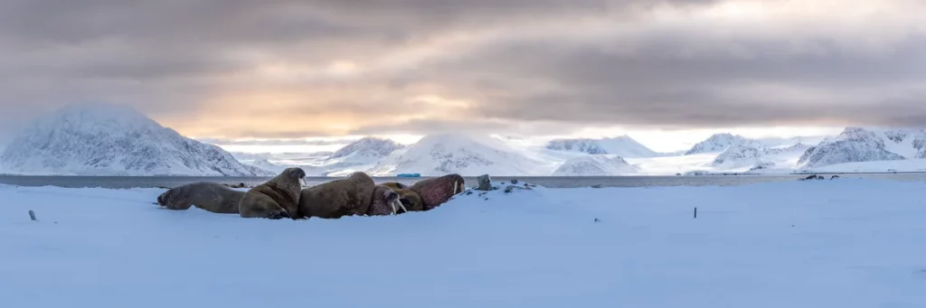Walrus group enjoying a sunrise in the arctic.