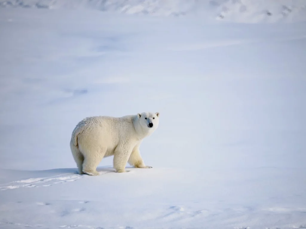 Polarbär on snow in the Arctic