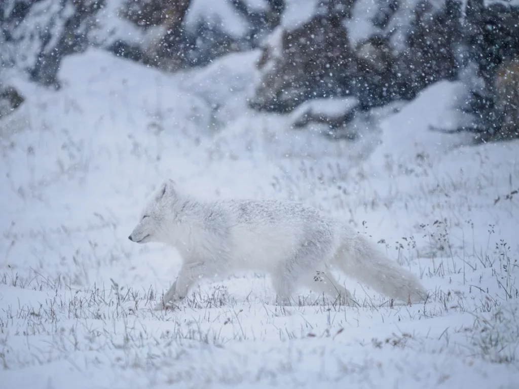 Arctic Fox in snowfall
