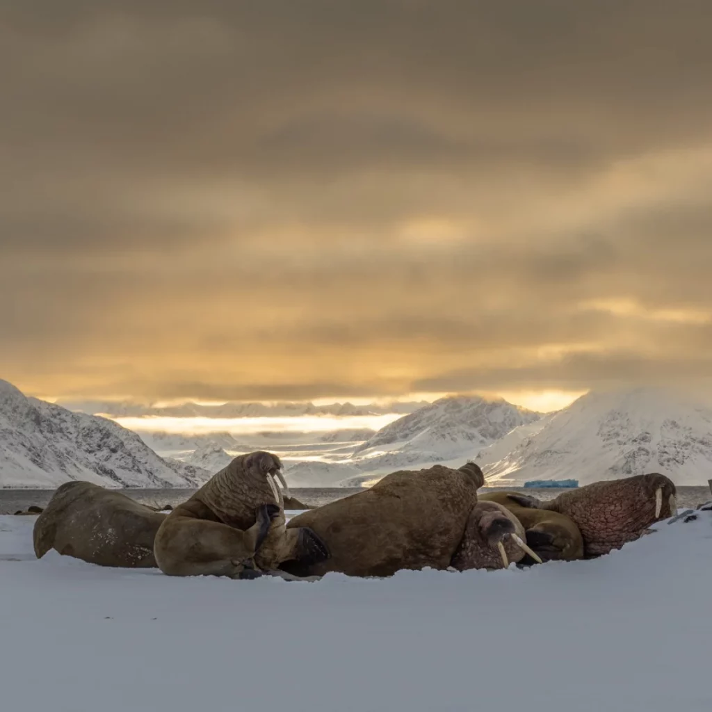 Walrossgruppe bei Sonnenaufgang in der Arktis