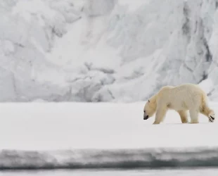 Polarbear in front of a glacier
