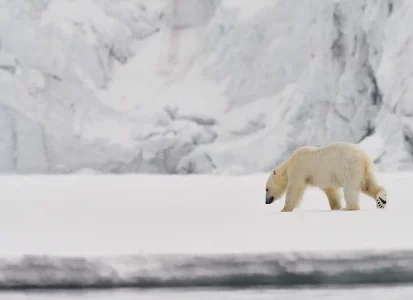 Polarbear in front of a glacier
