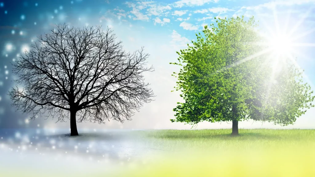 Tree in winter and summer on one image