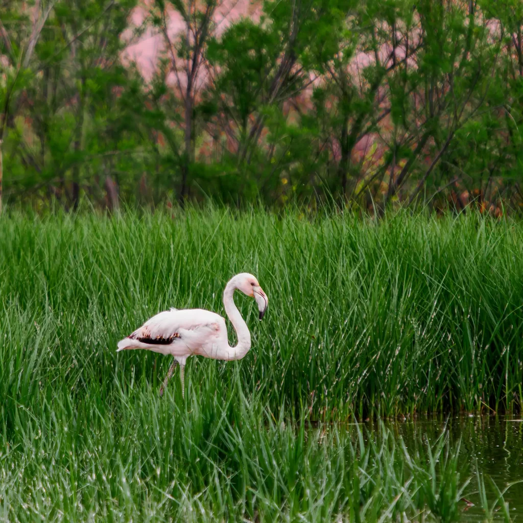 Flamingo in der Laguna die Fuente de Piedra Andalusien