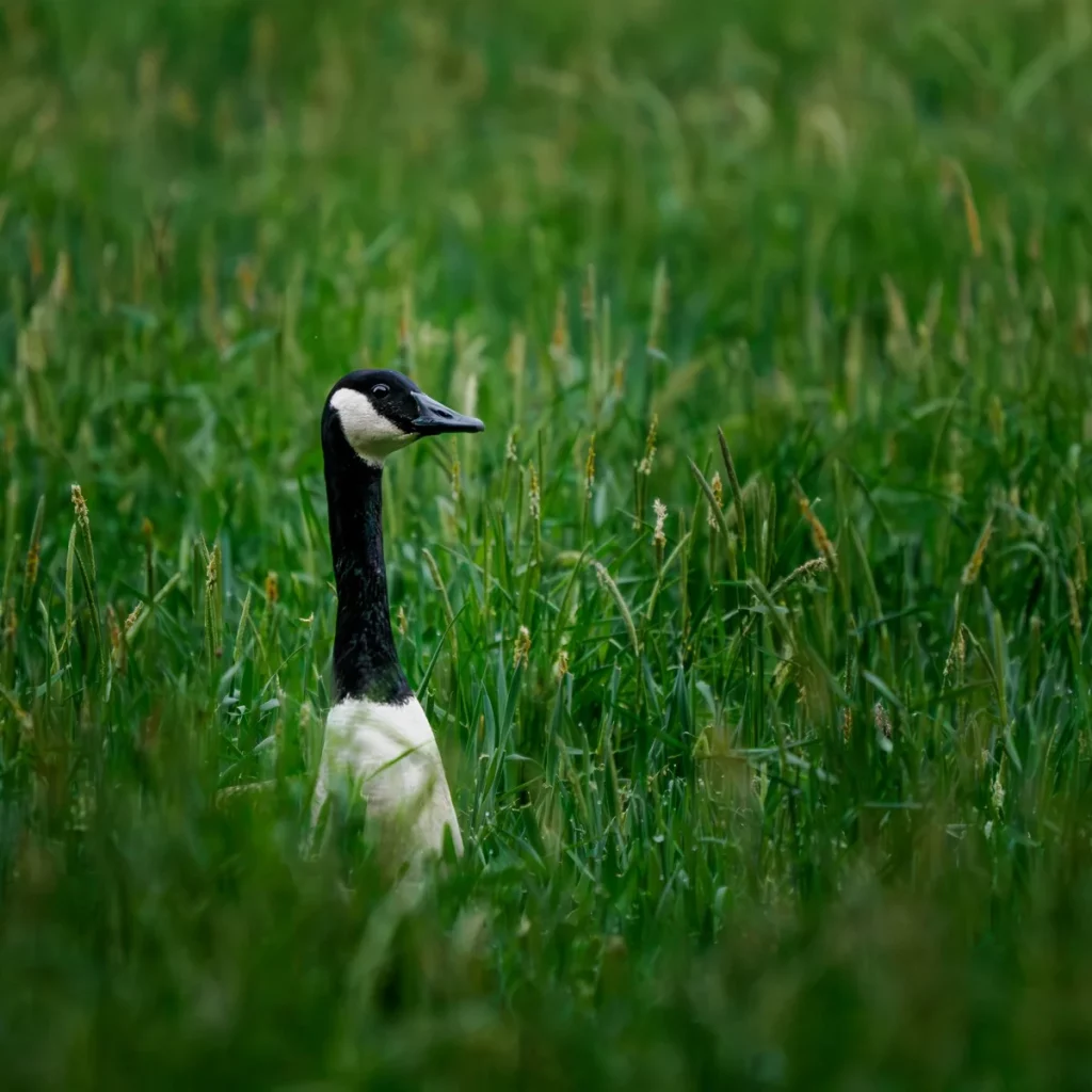Goose in high grass