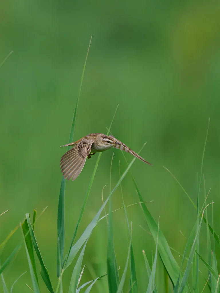 Schilfrohrsänger fliegen