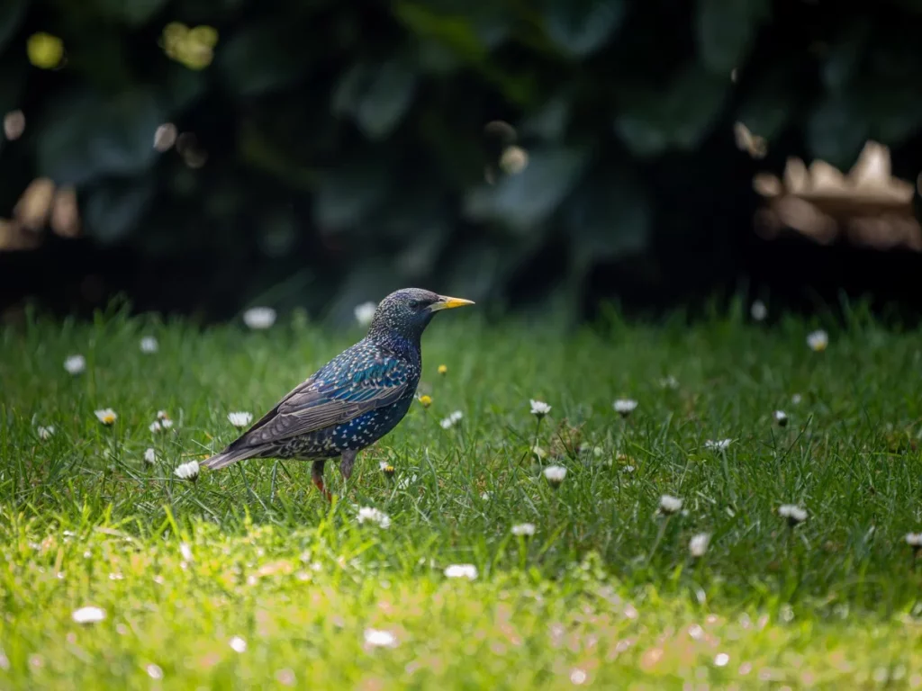 Starling taken in the park nearby.