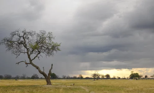 Safari mit dem M.Zuiko 50-200mm F2.8 PRO – Erfahrungsbericht