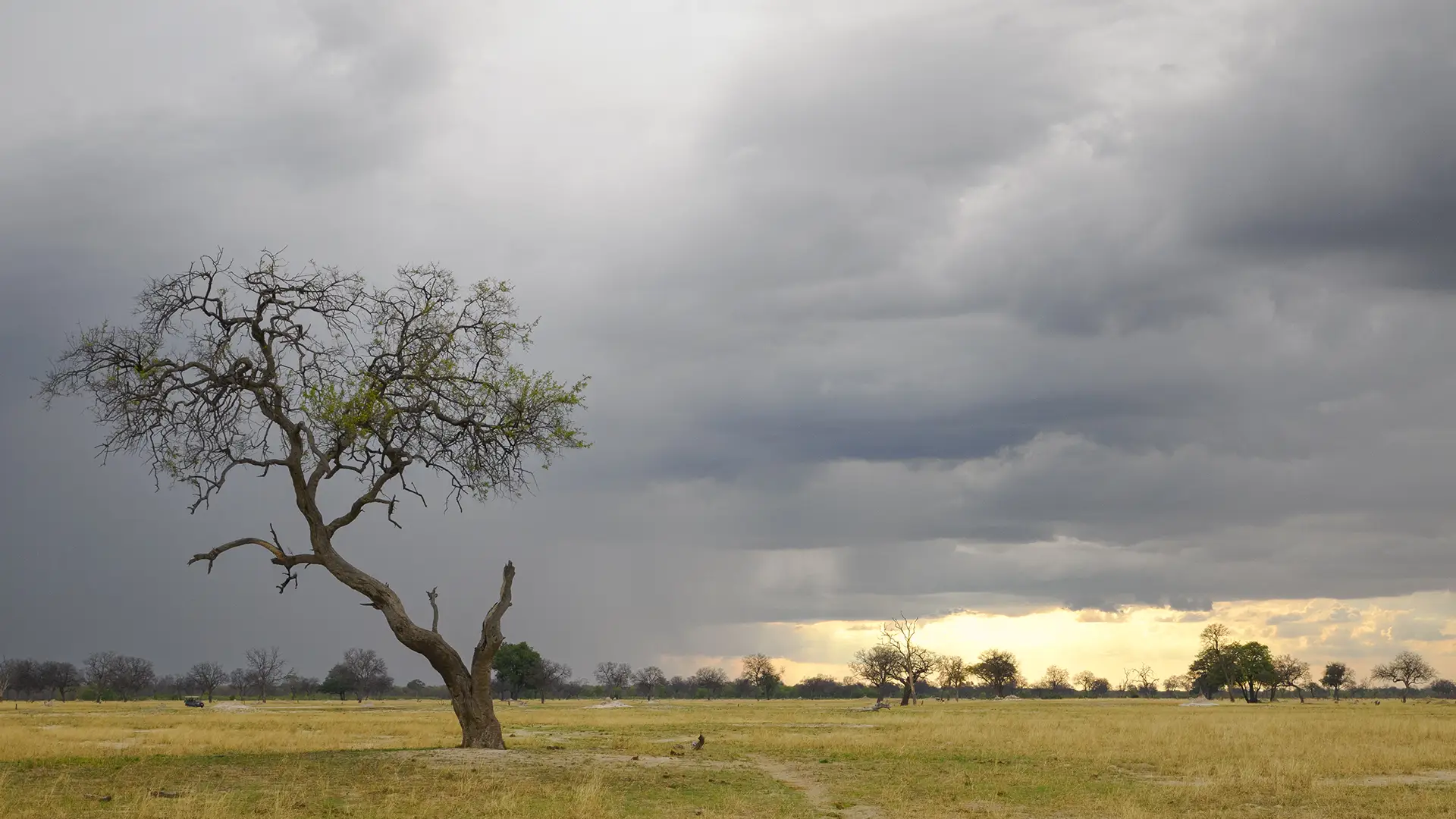 Safari with the M.Zuiko 50-200mm F2.8 PRO – Experience Report