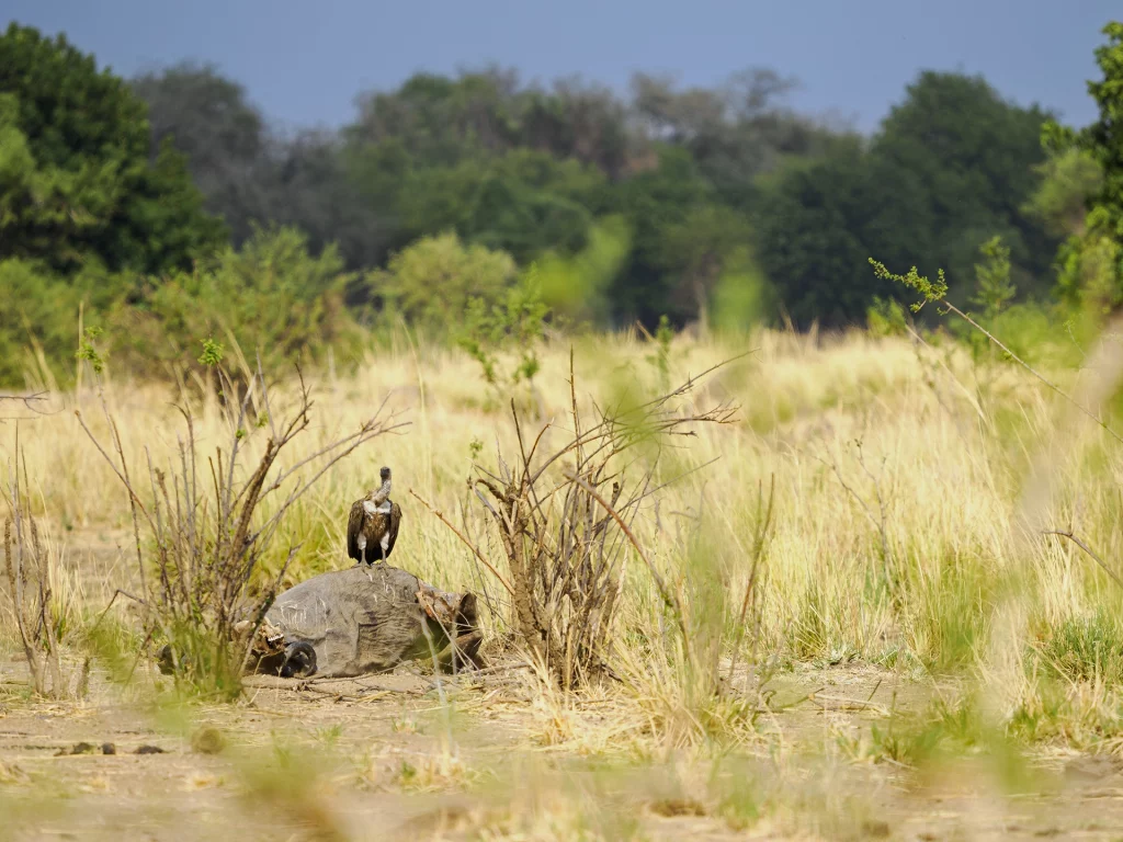 Geier im Kontext der Umgebung aufgenommen mit dem M.Zuiko Digital ED 50-200mm F2.8 PRO