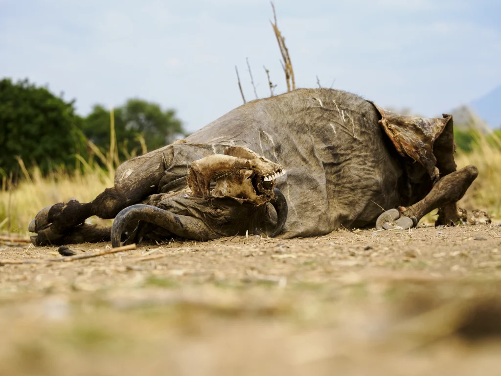 Reste eines Büffels aufgenommen mit dem M.Zuiko Digital ED 50-200mm F2.8 PRO