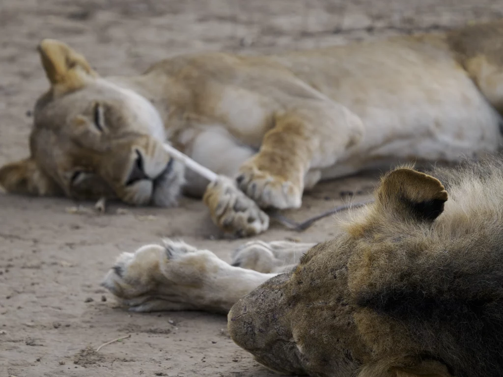 M.Zuiko Digital ED 150-400mm F4.5 PRO