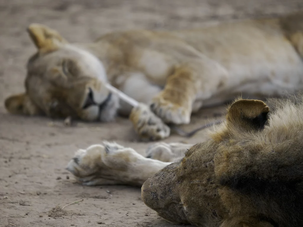 M.Zuiko Digital ED 50-200mm F2.8 PRO