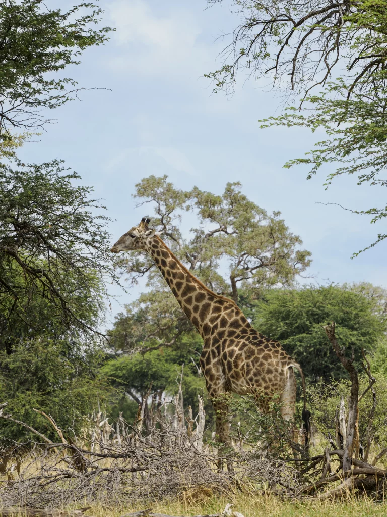 Giraffe aufgenommen mit dem M.Zuiko Digital ED 150-400mm F4.5 PRO