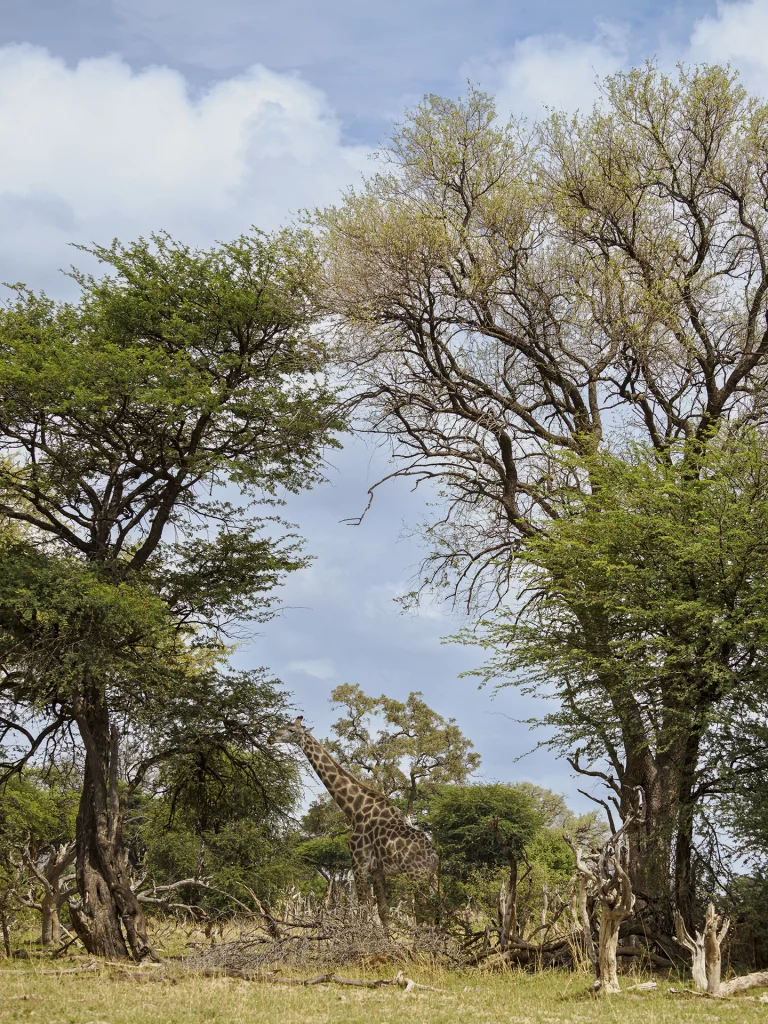 Giraffe aufgenommen mit dem M.Zuiko Digital ED 50-200mm F2.8 PRO
