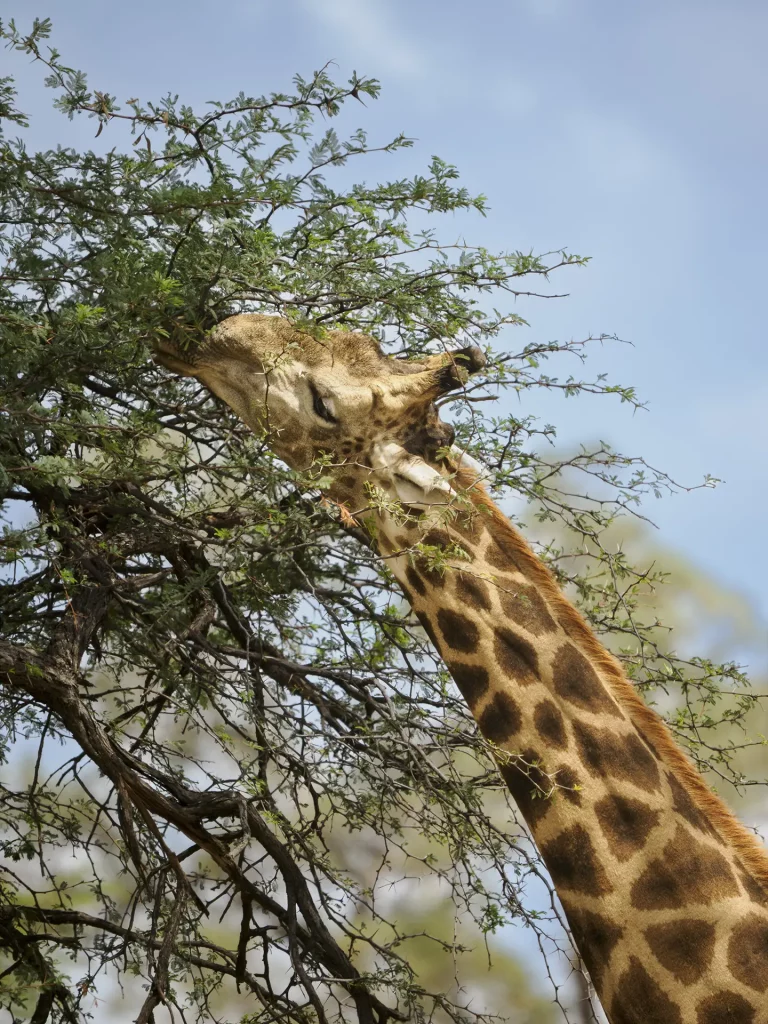 Giraffen Detail aufgenommen mit dem M.Zuiko Digital ED 150-400mm F4.5