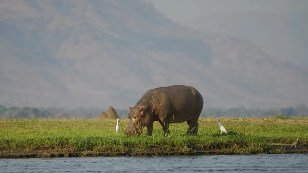 Hippo on the sambesi riverbank