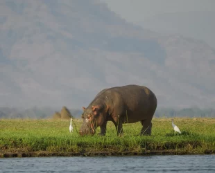 Hippo on the sambesi riverbank