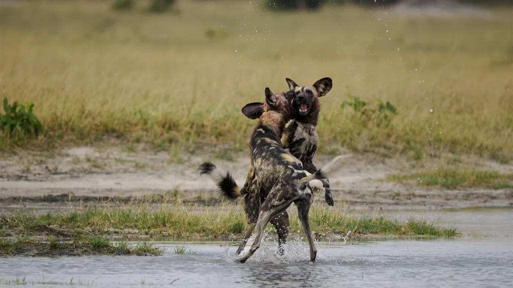 Painted dogs playing in water