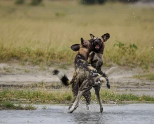 Painted dogs playing in water