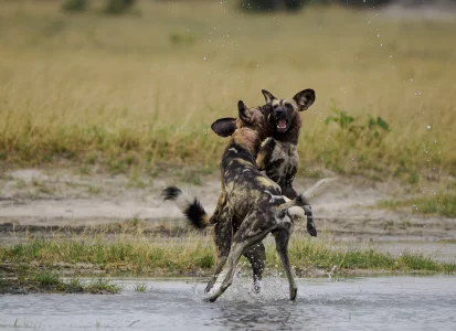 Painted dogs playing in water