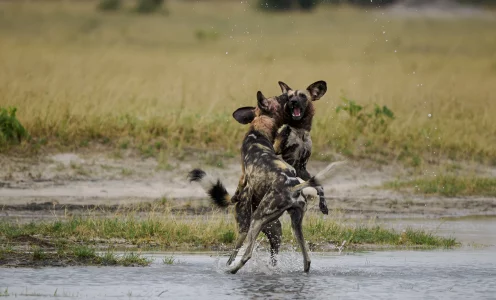 Bilder zum Download markieren für OM System Fotografen