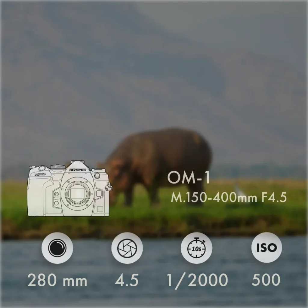 Flusspferd am Sambesi mit Metadaten